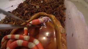 КОРМЛЮ МОЛОЧНУЮ ЗМЕЮ