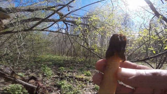 Сморчки грибы где растут грибы сморчки, как растут грибы сморчки, видео rybachil.ru смотреть онлайн