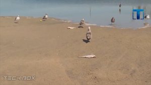 Нефть - Как Это Устроено?