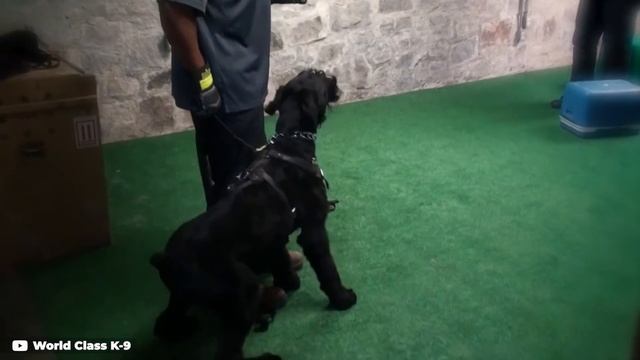 These Are 10 Cutest Hypoallergenic Dog Breeds смотреть онлайн