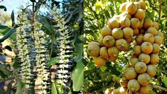 Полезные растения смотреть онлайн