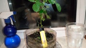 Розы зимой дома.  Черенкование было  осенью!