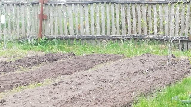 12 мая праздник у трясогузки. Моя птичка прилетела, ходит за мной по грядкам, ждёт "хрущика". смотреть онлайн