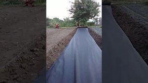Укладываем агроволокно на бугры!!!