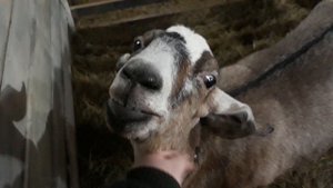 Коза Перехаживает Окот/ Сколько дней длится беременность у Козы