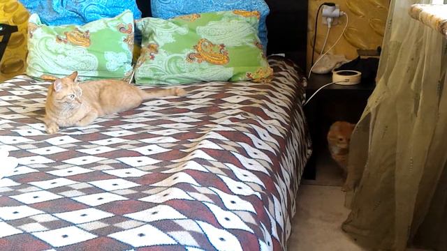 Борьба рыжих котов смотреть онлайн