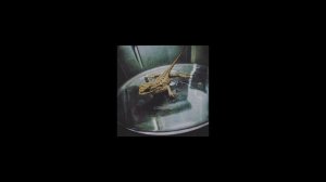 HAARPER - STILL HEDONS