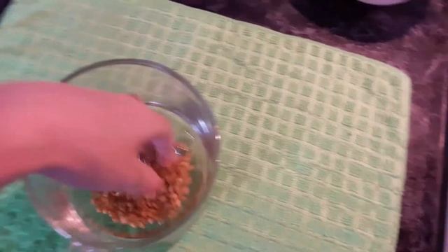 как легко прорастить зерна пшеницы