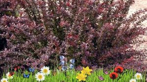 Барбарис тунберга Ред Чиф ? Обзор: посадка и уход. саженцы барбариса Ред Чиф: описание и особенност