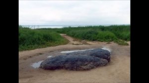 Секрет движущегося Синь-камня. Похождения Синь-камня. История синего камня у Плещеева озера.