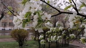 шум дождя.Релаксация.успокаивает нервную систему. Крепкий сон