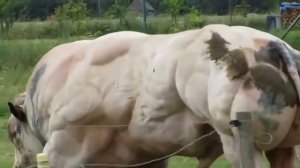 the belgian blue cattle race