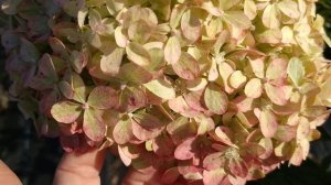 Гортензия Пиксио, сорт подтверждён. Очаровательные маленькие бантики и бусинки.