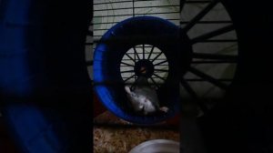 Хомяк кричит лёжа на спине. Страшно :-D