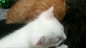 Как кошка кормит своих котят