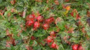 Выращивание Брусники в домашних условиях как бизнес идея