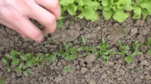 Вкуснейший корнеплод пастернак незаслуженно забыт!!!.mp4