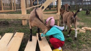 Один построил ангар 5х12 своими руками за 20 дней. Стройка. Сенник. Мастерская. Гараж. Строение век