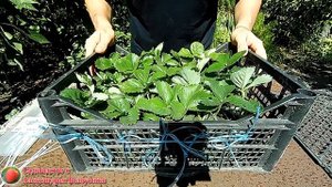 Упаковка саженцев клубники Азия перед отправкой Купить саженцы клубники в Украине Маршал Азия
