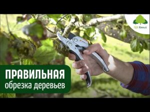 Сад весной. Основные правила обрезки декоративных деревьев