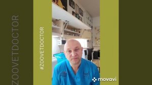 Моя собака, кошка хромает причины симптомы методы лечения советы ветеринара Дмитрия Ушакова блог ?