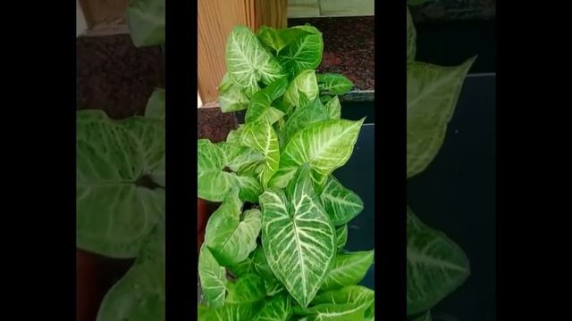 Syngonium Indoor Plant (Arrow head plant) Care #shorts #trending #gardening #syngonium podophyllum