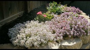 Красивые и неприхотливые цветы с длительным периодом цветения которые быстро зацветают из семян