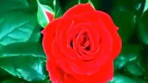 La rosa de san Jordi