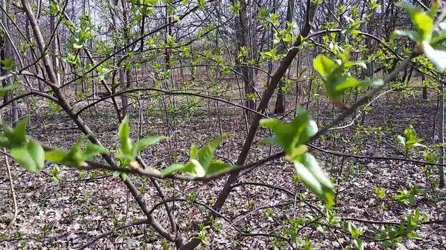 Первые листья и травы в парках.mp4 смотреть онлайн
