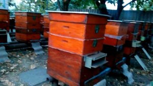 Пчеловодство Подкормка пчёл в зиму сахарным сиропом с мёдом и КАС-81