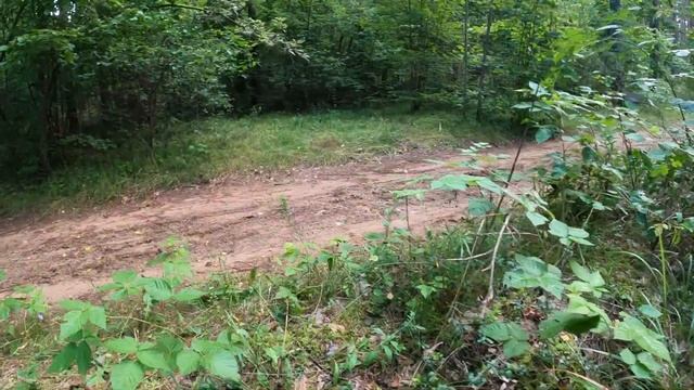 Проверил, есть ли лисички на правой стороне от дороги. Там я не хожу. смотреть онлайн