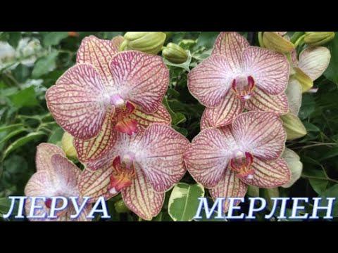 №779/ СВЕЖАЯ поставка КАЧЕСТВЕННЫХ орхидей в ЛЕРУА МЕРЛЕН