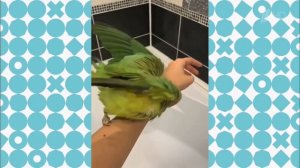 Говорящий ожереловый попугай Ричи