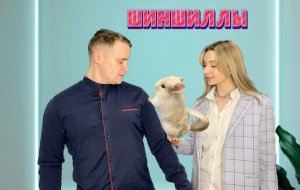 Животный мир. Семейство шиншилловые.