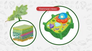 Модель растительной клетки