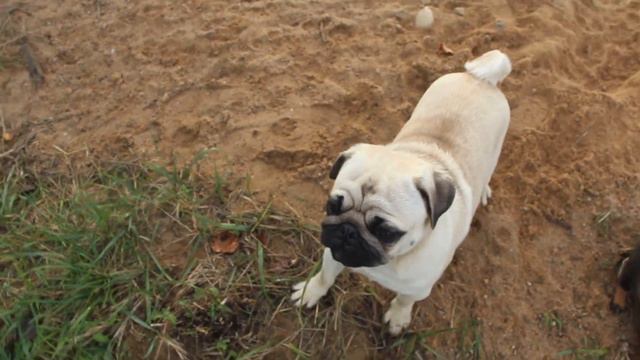 Мопс Арни. Мопс Апорт. Pug Arnie. Aport. #pug #pugaport #мопс #мопсиграет #апорт #УМА смотреть онлайн