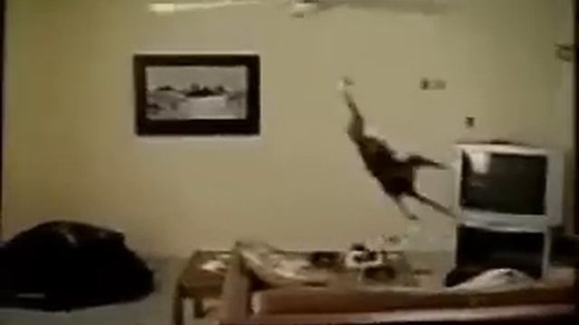 Cat vs. Ceiling Fan смотреть онлайн