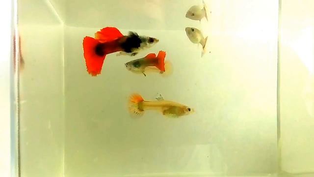 Гуппи слоновьи уши платина краснохвостые. смотреть онлайн