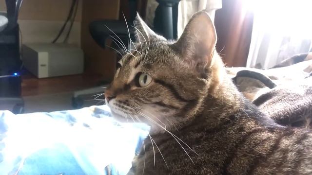 Кошка каркает смотреть онлайн