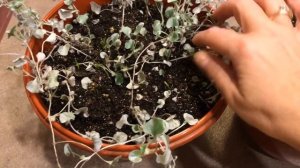 Дихондра 21.12.18 Дихондра  размножение