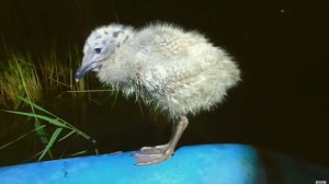 маленькая чайка