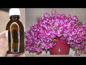 Сама в шоке! Стоило плеснуть немного этого средства из аптеки как декабрист дико зацвел! Перекись