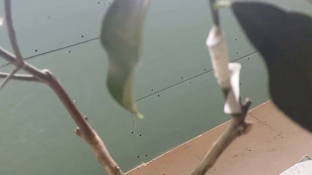 Прививка чинотто смотреть онлайн