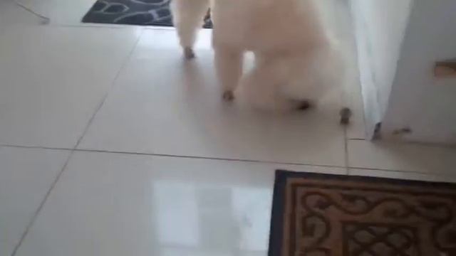 Денни Пудель смотреть онлайн