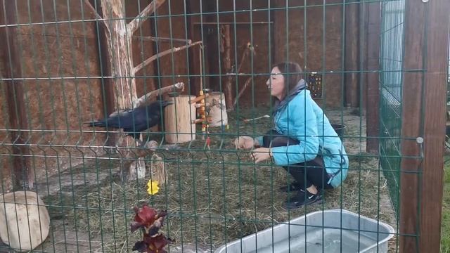 Чёрный ворон играет в мяч с волонтером :З смотреть онлайн