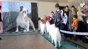 Выставка собак в г.Томск. Ринг самоедов. Сравнение на ЛПП.