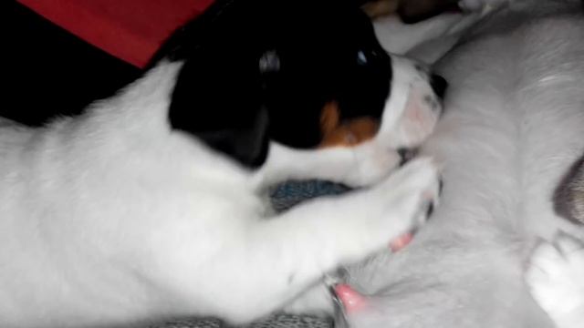 ИЗ ЩЕНОЧКОВ ВО ВЗРОСЛЫХ ПСОВ | КАКИМИ ЛЕО, НИКОЛЬ и ДОМИНИК БЫЛИ МАЛЕНЬКИМИ | Нашим щенкам 3 года смотреть онлайн