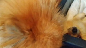 Щенки померанского шпица, 2 недели