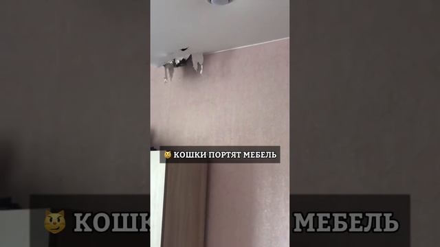 КТО НЕ ЛЮБИТ КОШЕК? смотреть онлайн