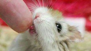 ЧТО ДЕЛАТЬ если ВАШ ХОМЯК пищит, орёт?